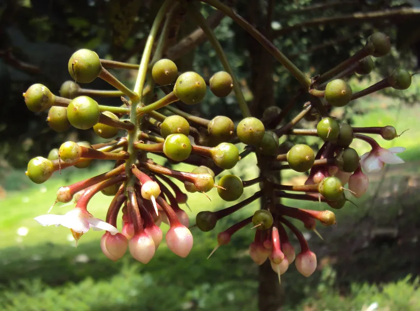 ardisia solanacea plant showing characteristic features