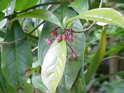 thumbnail ardisia solanacea