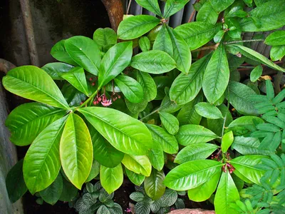 thumbnail ardisia wallichii