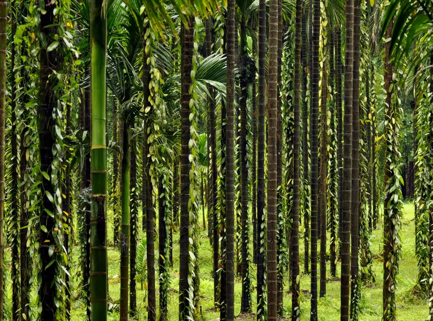 areca catechu plant showing characteristic features