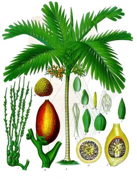 areca catechu plant showing characteristic features