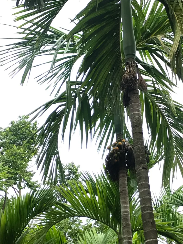 areca catechu plant showing characteristic features