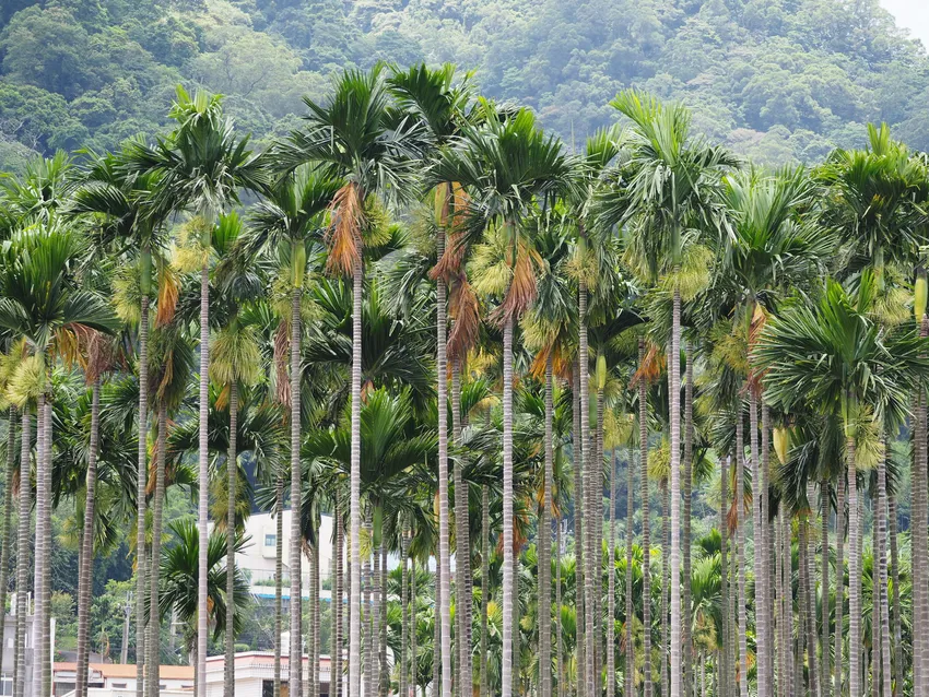 areca catechu plant showing characteristic features