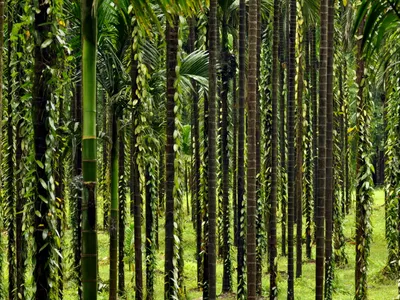 thumbnail areca catechu