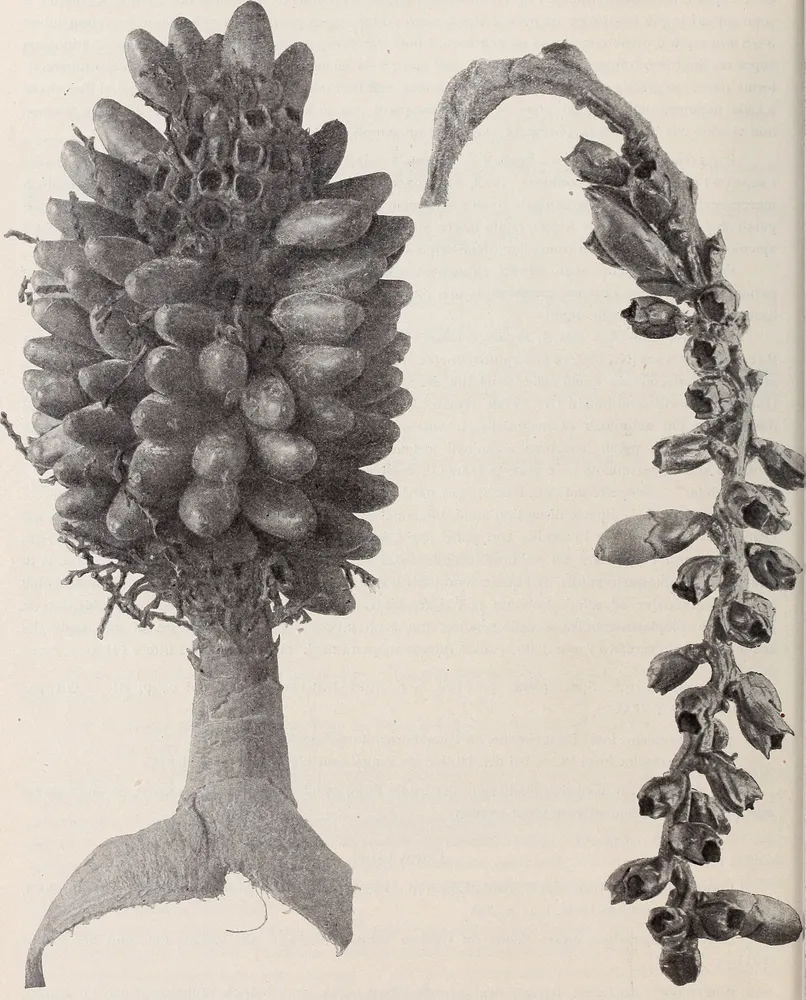areca macrocalyx plant showing characteristic features