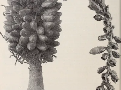 thumbnail areca macrocalyx