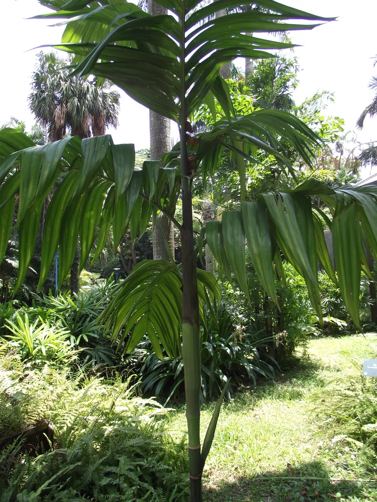 areca triandra plant showing characteristic features