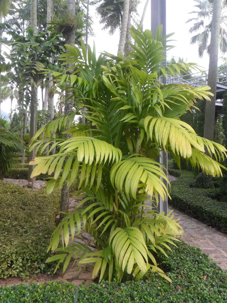 areca triandra plant showing characteristic features