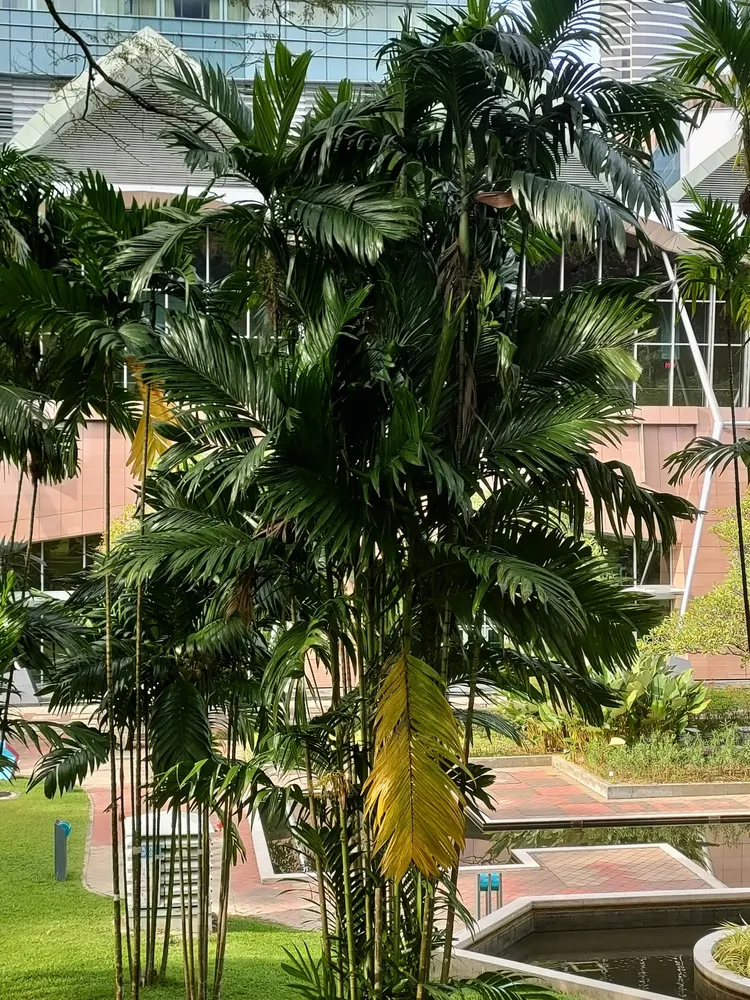 areca triandra plant showing characteristic features