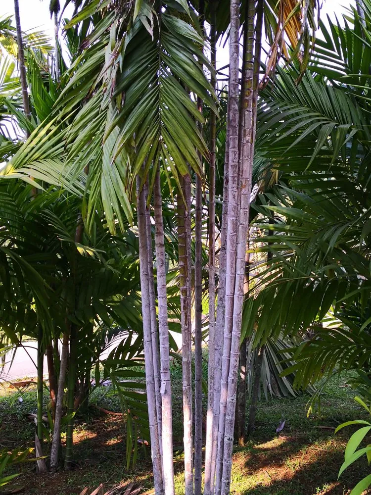 areca triandra plant showing characteristic features