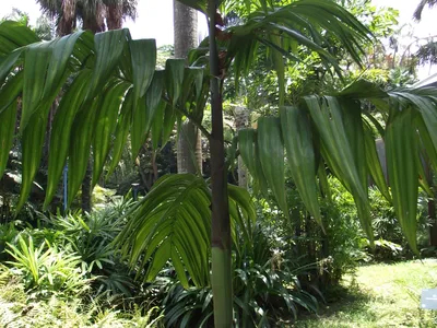 thumbnail areca triandra