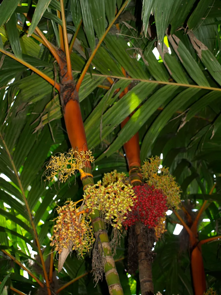 areca vestiaria plant showing characteristic features