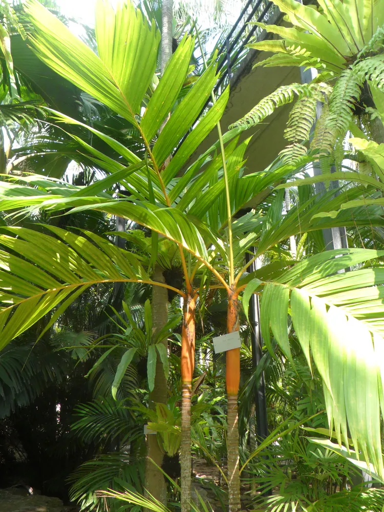 areca vestiaria plant showing characteristic features