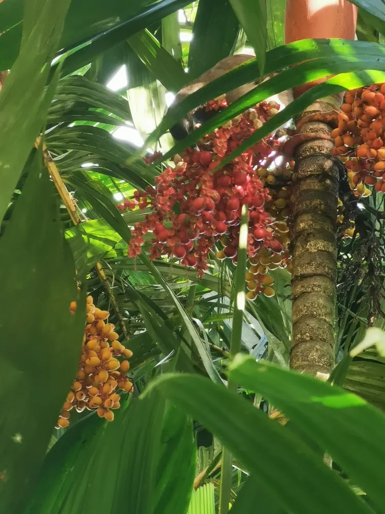 areca vestiaria plant showing characteristic features