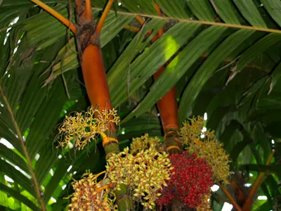 thumbnail areca vestiaria