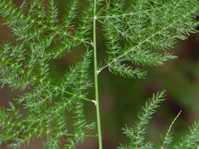 thumbnail asparagus africanus
