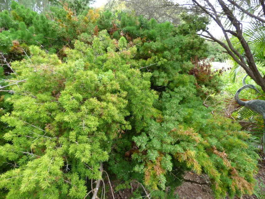 asparagus macowanii plant showing characteristic features