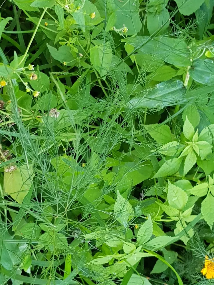 asparagus virgatus plant showing characteristic features