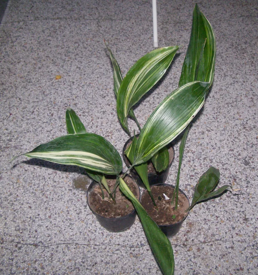 aspidistra attenuata plant showing characteristic features
