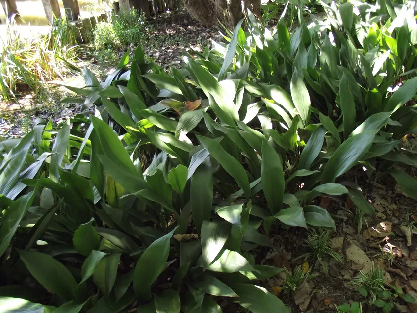 aspidistra attenuata plant showing characteristic features