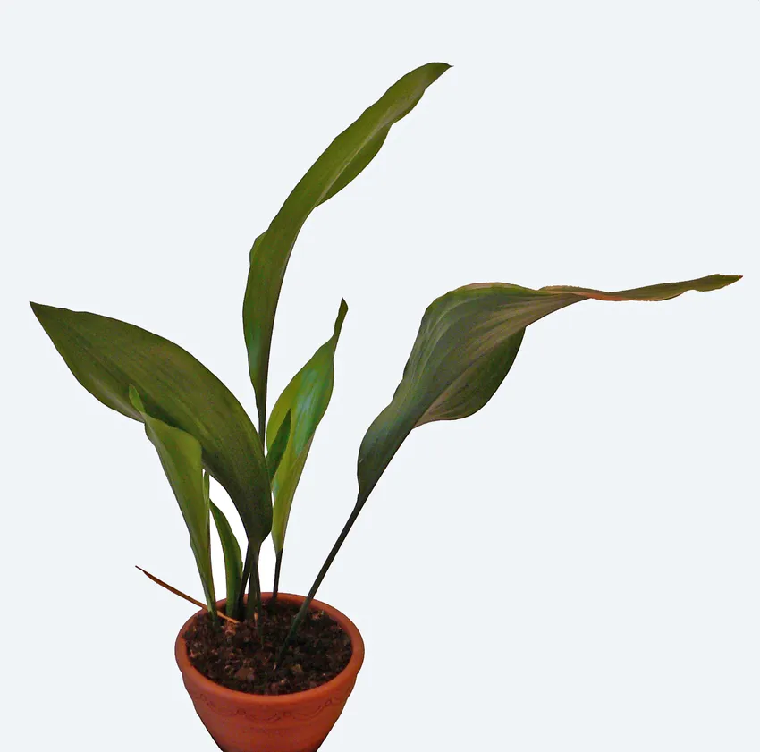 aspidistra attenuata plant showing characteristic features