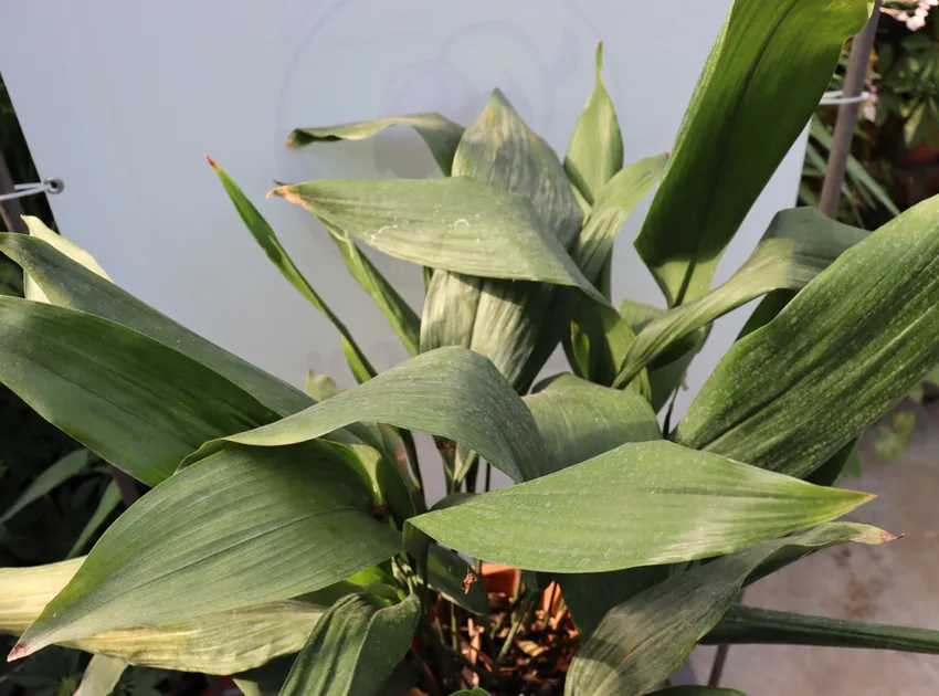 aspidistra attenuata plant showing characteristic features