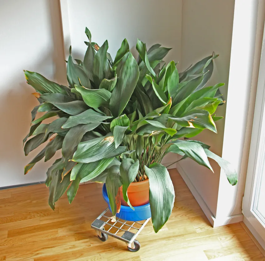 aspidistra attenuata plant showing characteristic features