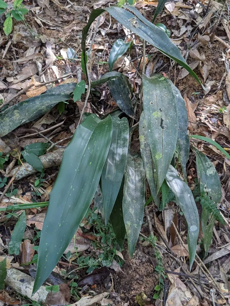 aspidistra daibuensis plant showing characteristic features