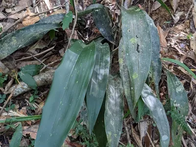 thumbnail aspidistra daibuensis