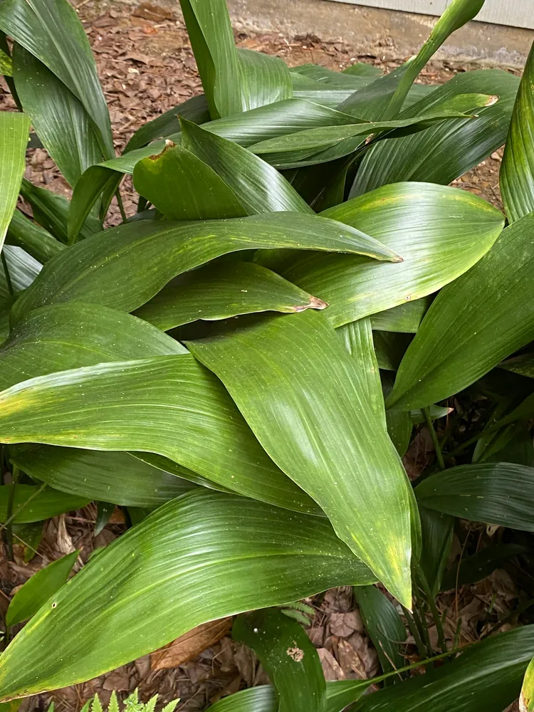 aspidistra elatior plant showing characteristic features