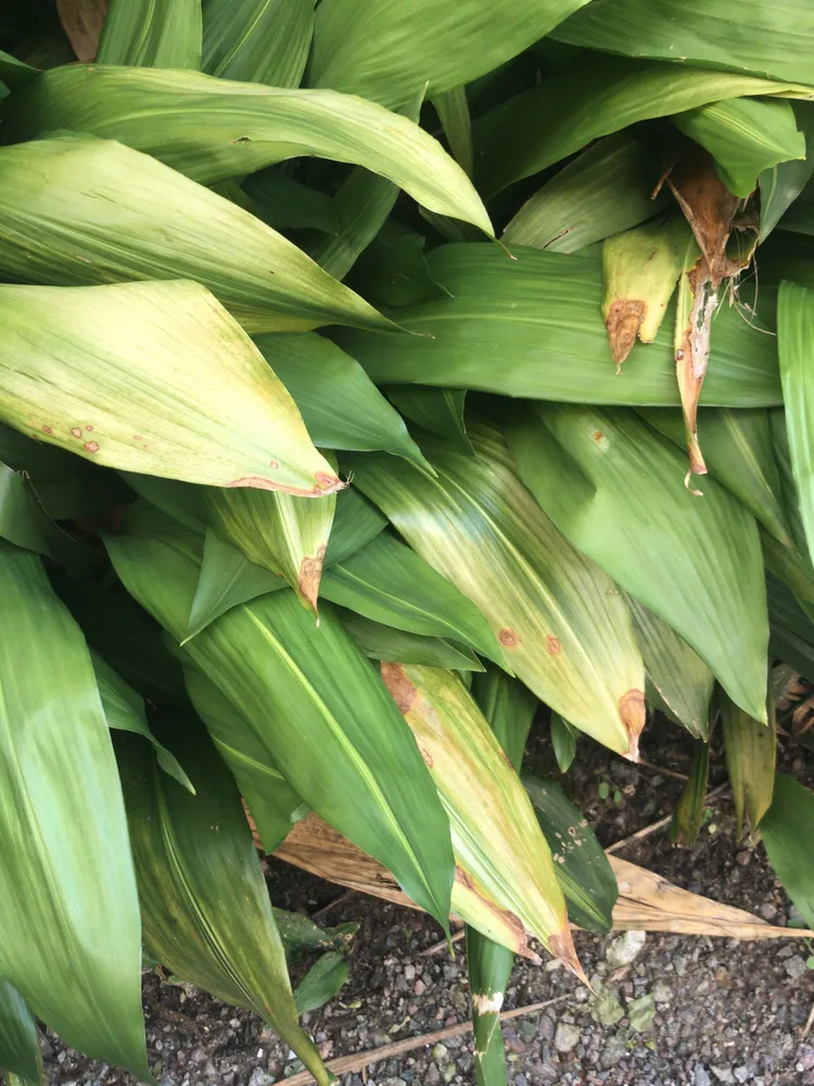 aspidistra elatior plant showing characteristic features