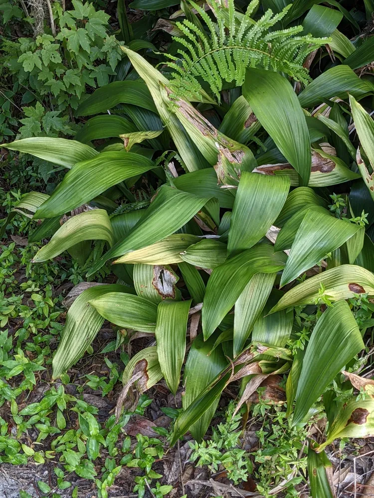 aspidistra elatior plant showing characteristic features