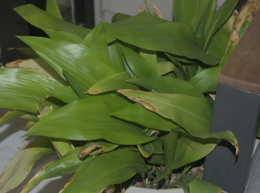 aspidistra elatior plant showing characteristic features