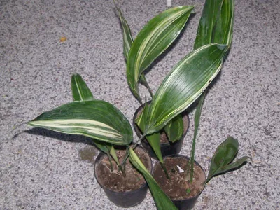 thumbnail aspidistra elatior