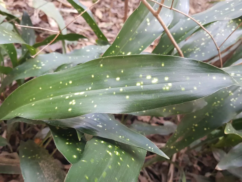 aspidistra lurida plant showing characteristic features