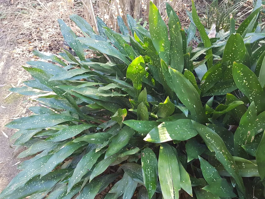 aspidistra lurida plant showing characteristic features