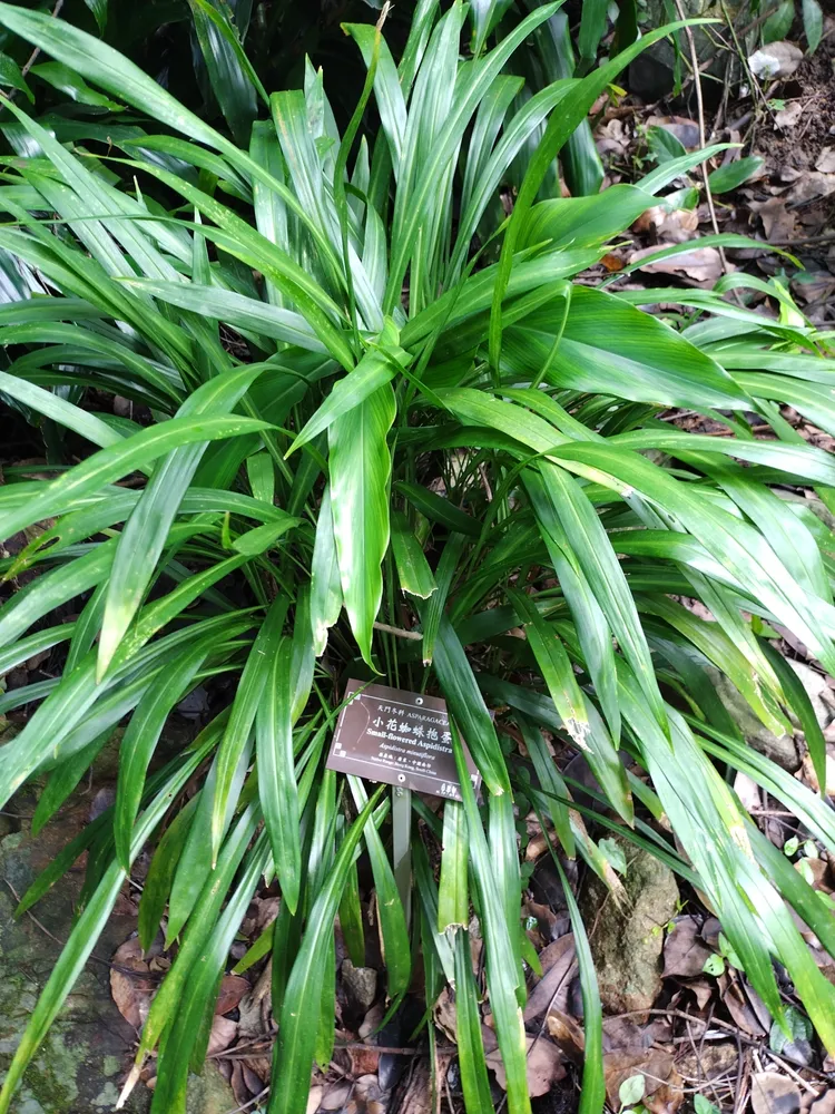 aspidistra minutiflora plant showing characteristic features