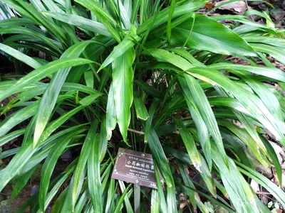 thumbnail aspidistra minutiflora