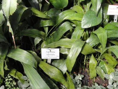 thumbnail aspidistra subrotata