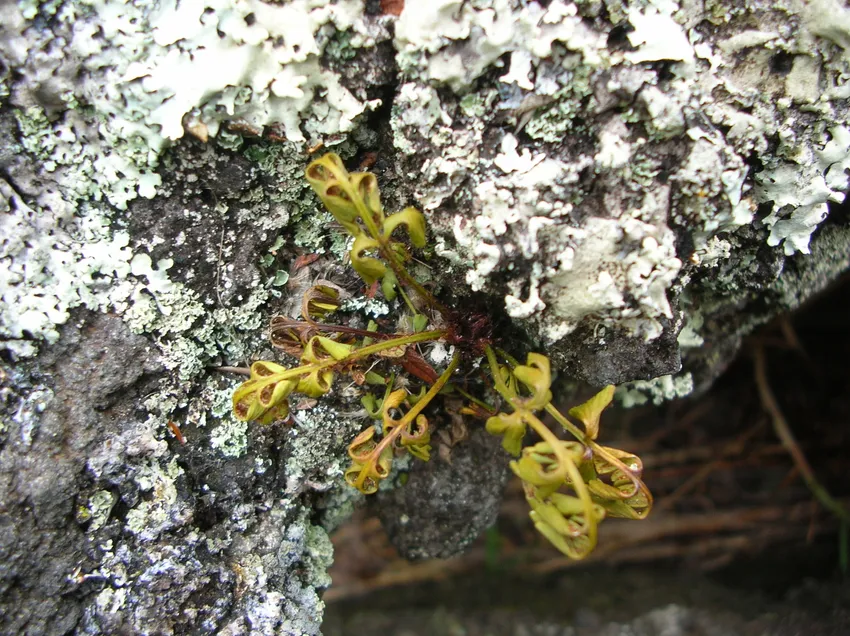 asplenium aethiopicum plant showing characteristic features