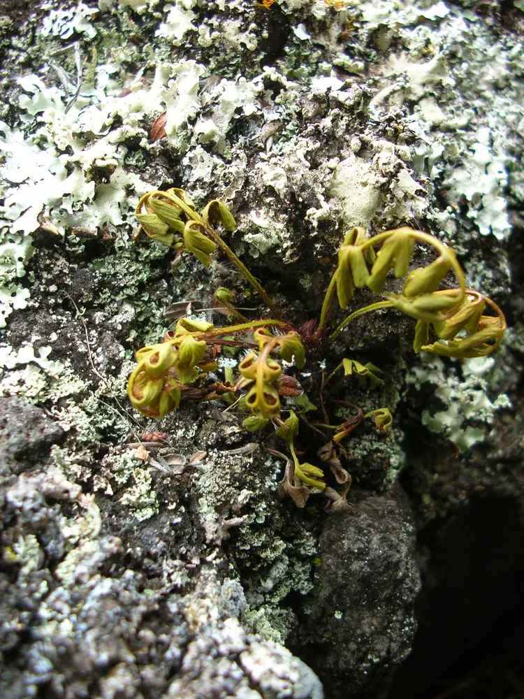 asplenium aethiopicum plant showing characteristic features