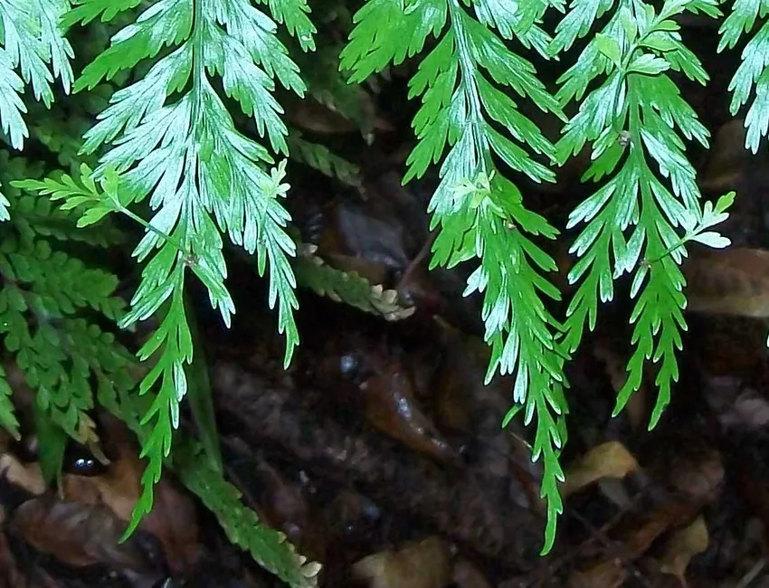 asplenium aethiopicum plant showing characteristic features