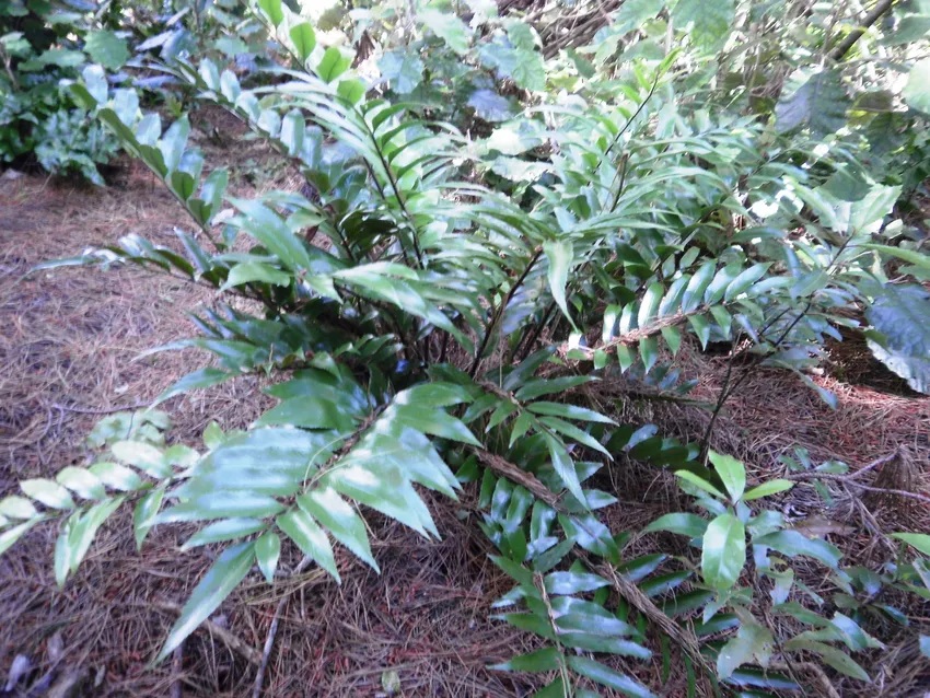 asplenium aethiopicum plant showing characteristic features