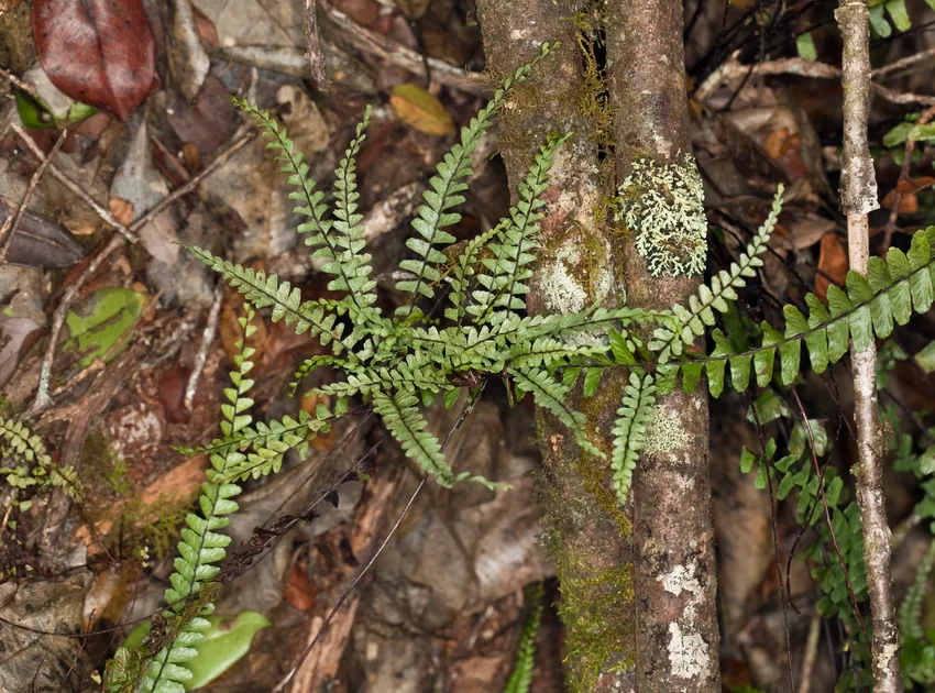 asplenium aethiopicum plant showing characteristic features