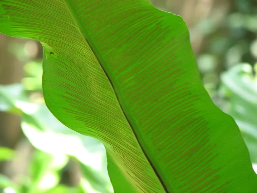 asplenium antiquum plant showing characteristic features