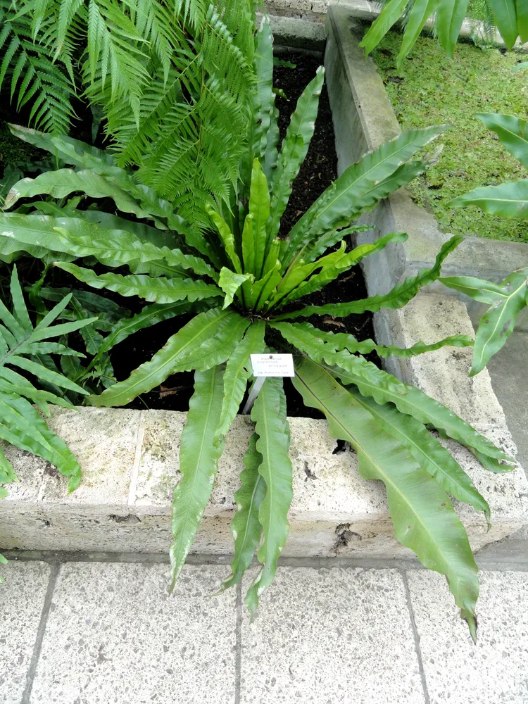 asplenium antiquum plant showing characteristic features