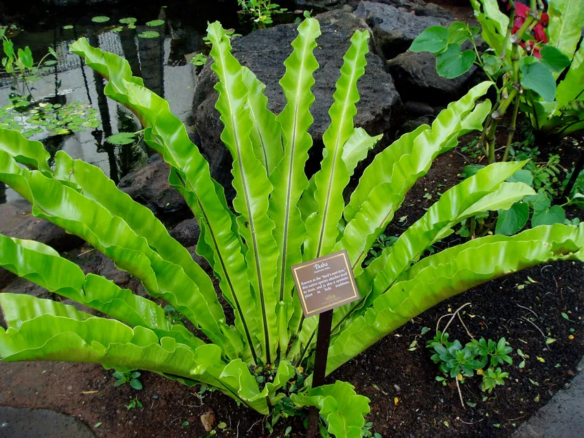 asplenium antiquum plant showing characteristic features