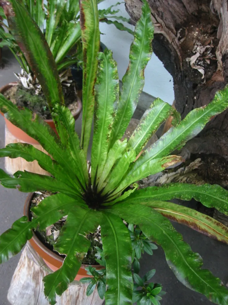 asplenium antiquum plant showing characteristic features