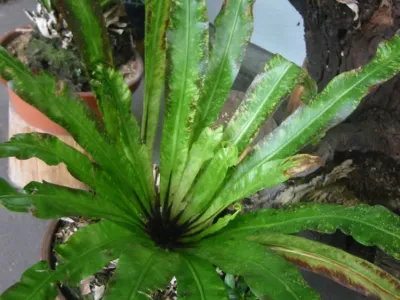 asplenium antiquum thumbnail