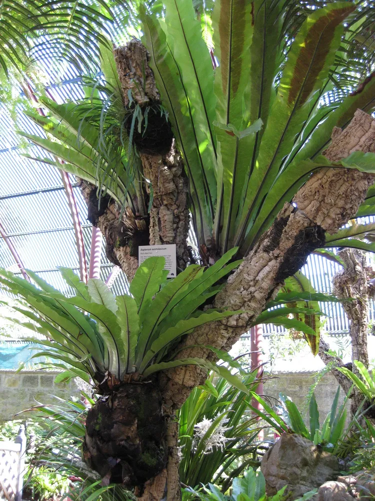 asplenium australasicum plant showing characteristic features